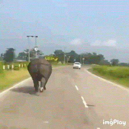 도로에 나타난 코뿔소 | 인스티즈