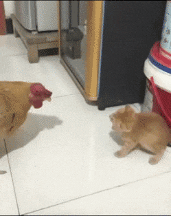 닭이 무서운 아기고양이.gif | 인스티즈