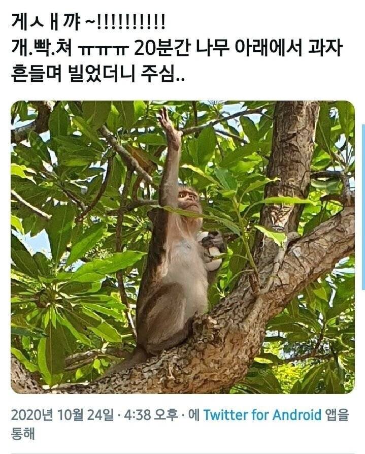 원숭이한테 갤럭시버즈 뺏김.jpg | 인스티즈