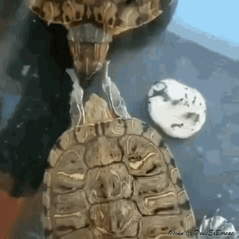 거북이 뺨 때리는 짤.gif | 인스티즈