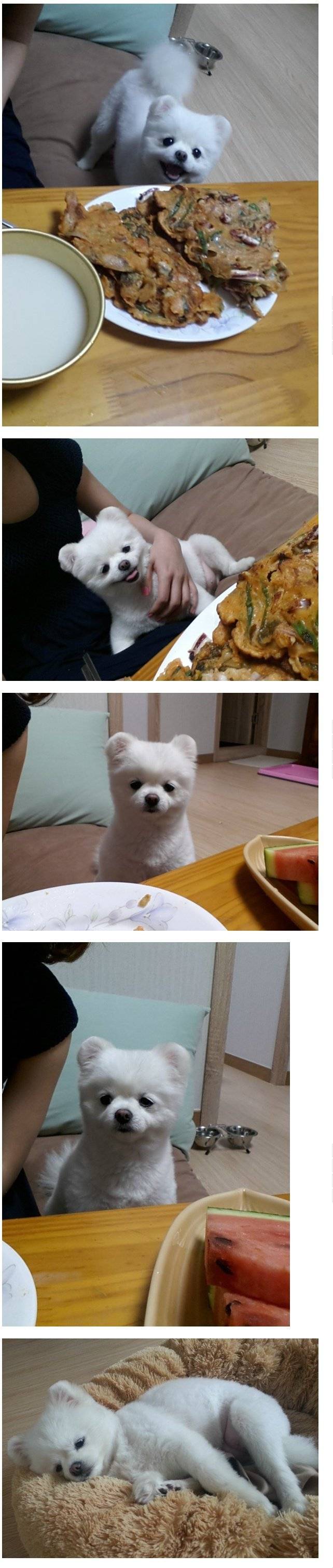 강아지가 귀여울때 | 인스티즈