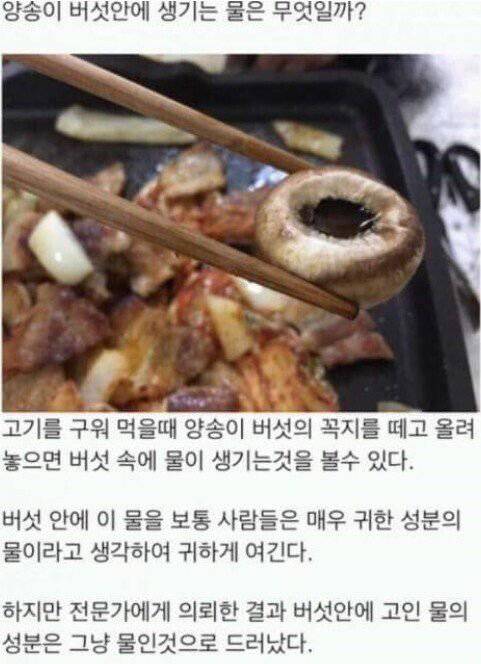 버섯안에 고이는 물의 진실.jpg | 인스티즈