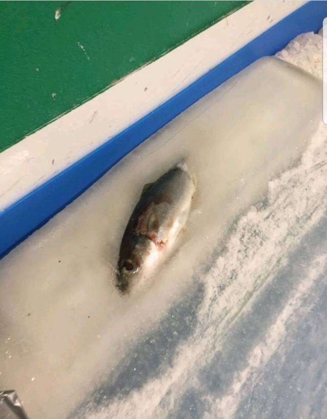 물고기 5천마리를 얼려서 만든 아이스링크장 | 인스티즈