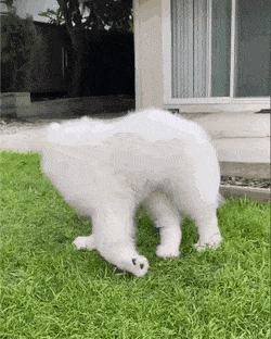 자기 꼬리 잡으려라다가 넘어지는 사모예드 댕댕이.gif | 인스티즈