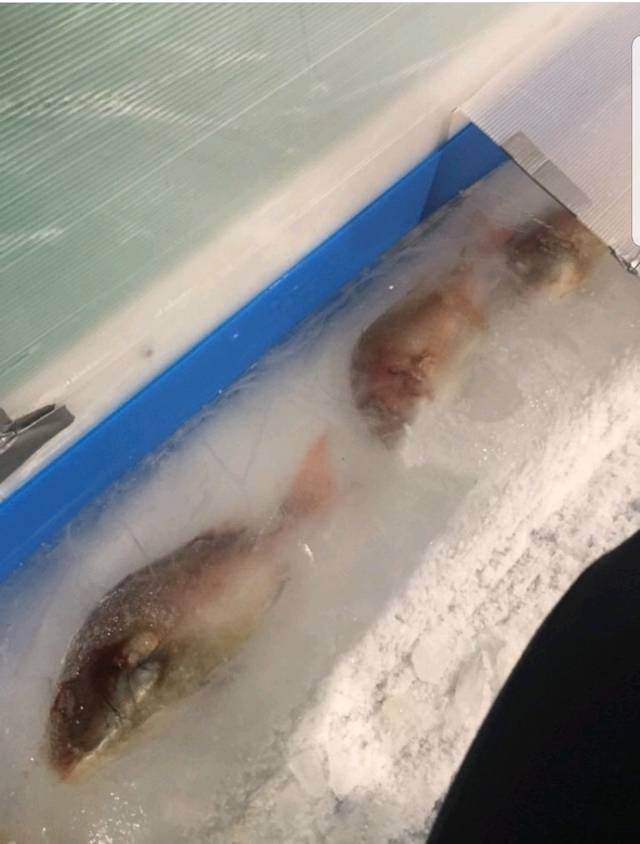 물고기 5천마리를 얼려서 만든 아이스링크장 | 인스티즈