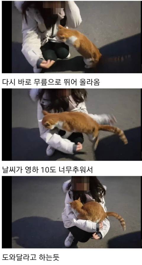 영하 10도가 너무나도 추웠던 냥이.JPG | 인스티즈