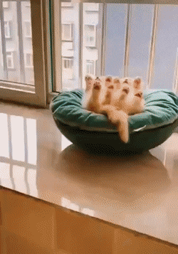 창가에서 핑크 젤리 내놓고 떡실신한 아기 고양이.gif | 인스티즈