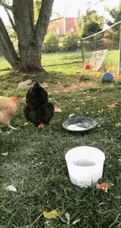 닭가 닭인 이유.gif | 인스티즈