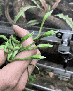 식물 줄기처럼 생긴 새끼 긴코채찍뱀들 | 인스티즈