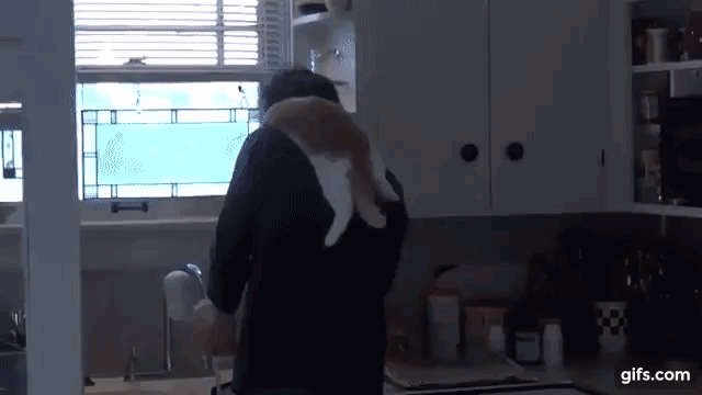 설거지 하는 집사가 신기한 고양이.gif | 인스티즈