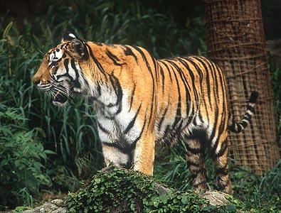 변종 사자와 호랑이들 | 인스티즈