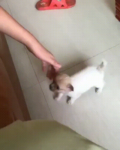  내가 작은 개라고 우습게 보지마라 | 인스티즈