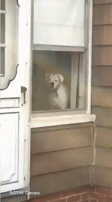 공포의 댕댕이.gif | 인스티즈