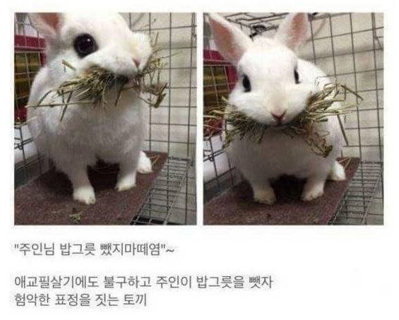 주인으로부터 밥을 지키려는 토끼 | 인스티즈