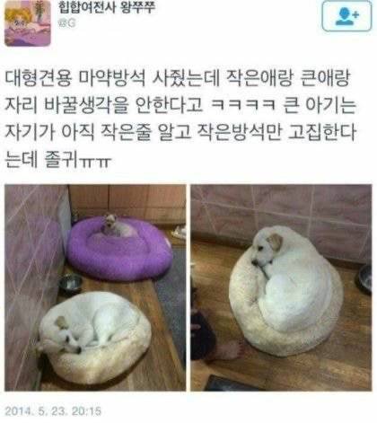 지하철인데 어떤 강아지가 자꾸 에어드랍으로 자기 셀카를 보냄.jpg | 인스티즈