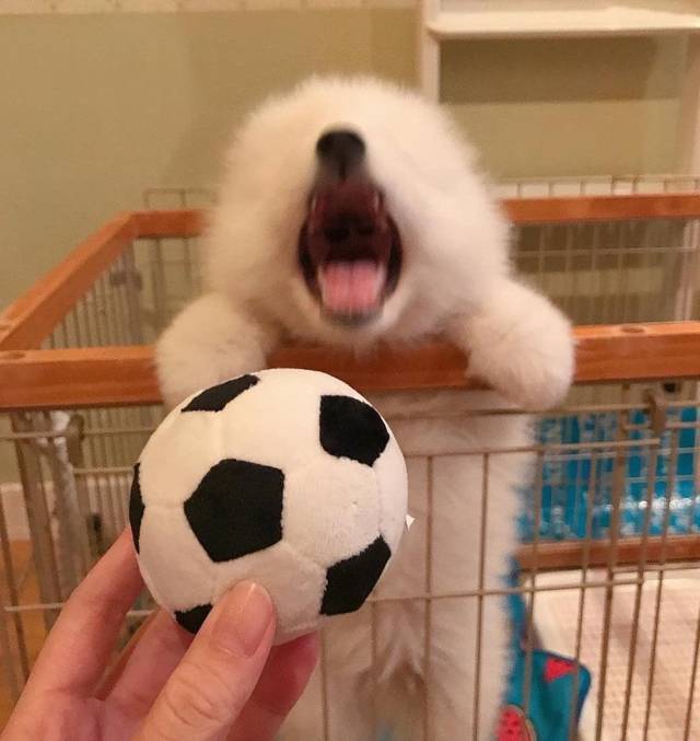 지하철인데 어떤 강아지가 자꾸 에어드랍으로 자기 셀카를 보냄.jpg | 인스티즈