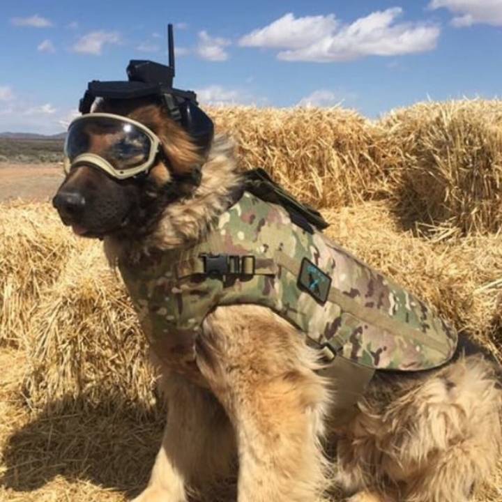 의외로 개들이 보급받는거 | 인스티즈