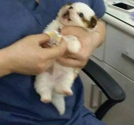 태어나서 처음으로 발톱 자르는 강아지와 고양이 | 인스티즈