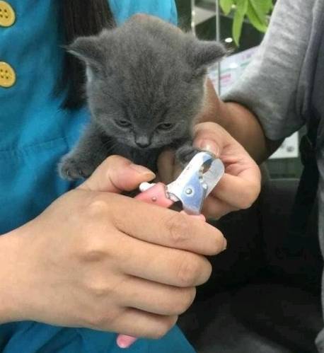 태어나서 처음으로 발톱 자르는 강아지와 고양이 | 인스티즈