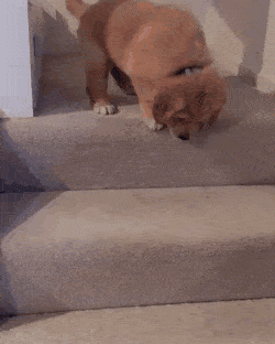 계단 못내려가는 강아지를 위해 주인이 한 행동 | 인스티즈