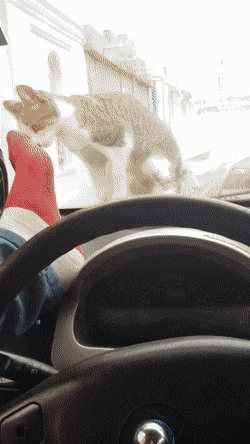 고양이 놀리던 운전자.gif | 인스티즈