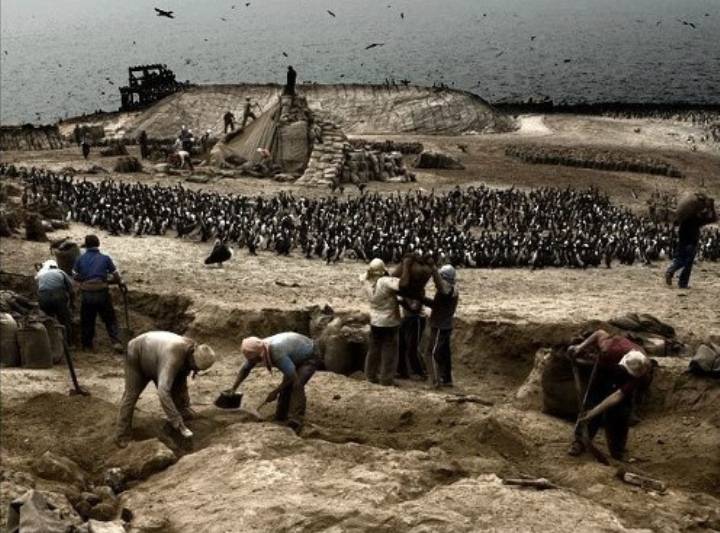 구아노를 둘러싼 페루 새똥전쟁 | 인스티즈