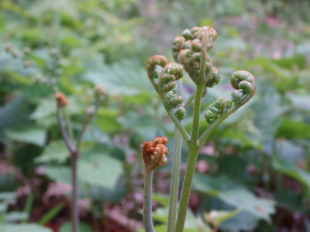 아기 손을 왜 고사리 손이라고 부를까? | 인스티즈