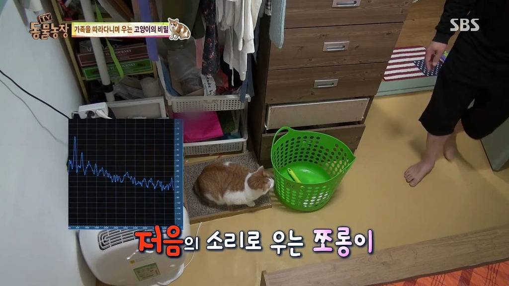 [동물농장] 존트 할말 다 하고 사는 수다쟁이 고양이 쪼롱이ㅋㅋㅋㅋ.jpg | 인스티즈