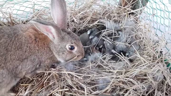 배수관에 낳은 새끼 토끼들 확인하기 &amp; 토끼장으로 이사하기 | 인스티즈