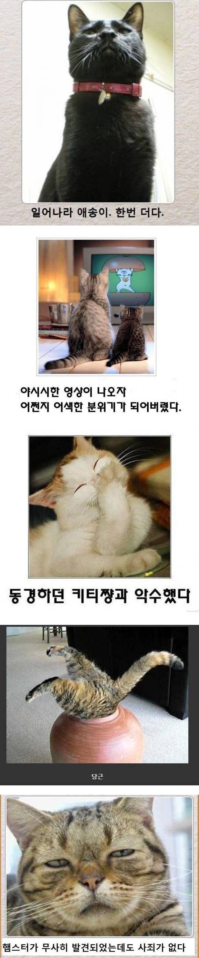 고양이 버전 제목학원 모음 | 인스티즈