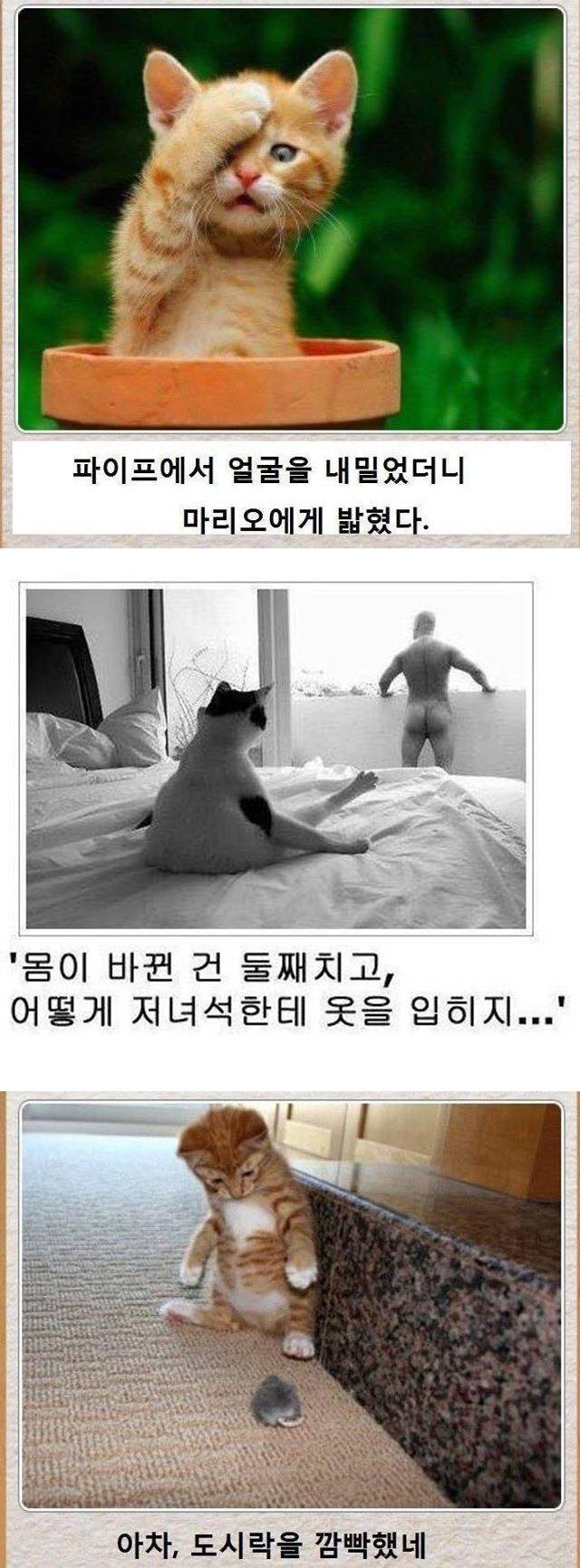 고양이 버전 제목학원 모음 | 인스티즈