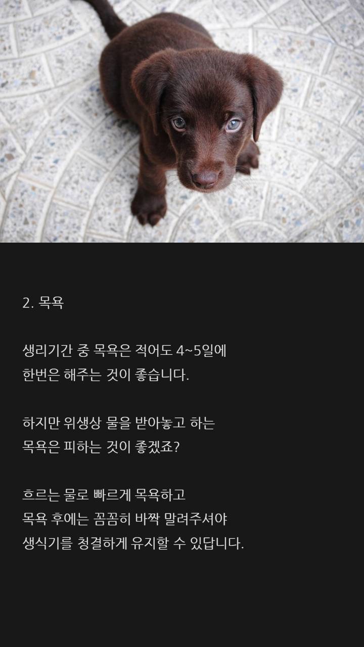 강아지가 생리할때 알고있으면 좋은 팁 | 인스티즈