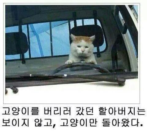 고양이 버전 제목학원 모음 | 인스티즈