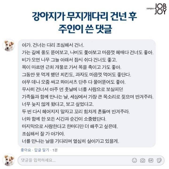 강아지가 무지개다리 건넌후 주인이 쓴 댓글 | 인스티즈