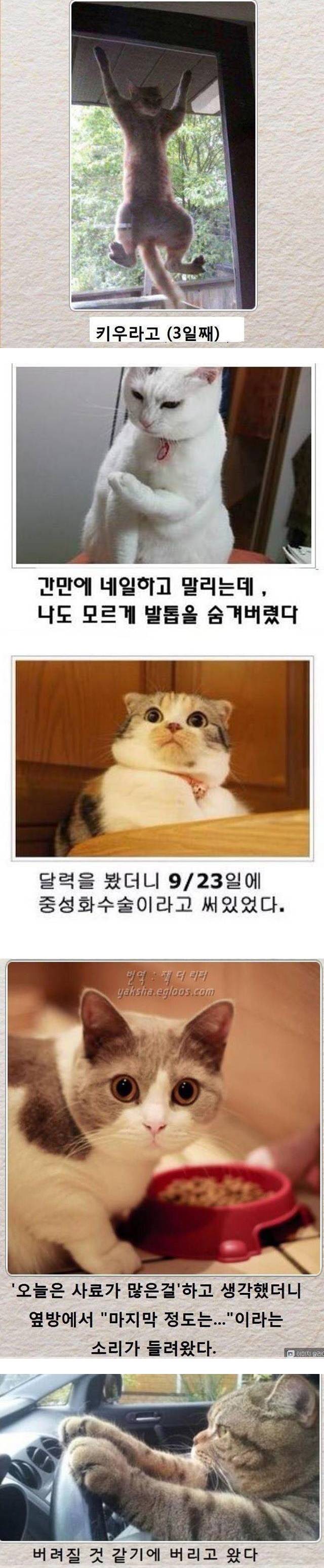 고양이 버전 제목학원 모음 | 인스티즈