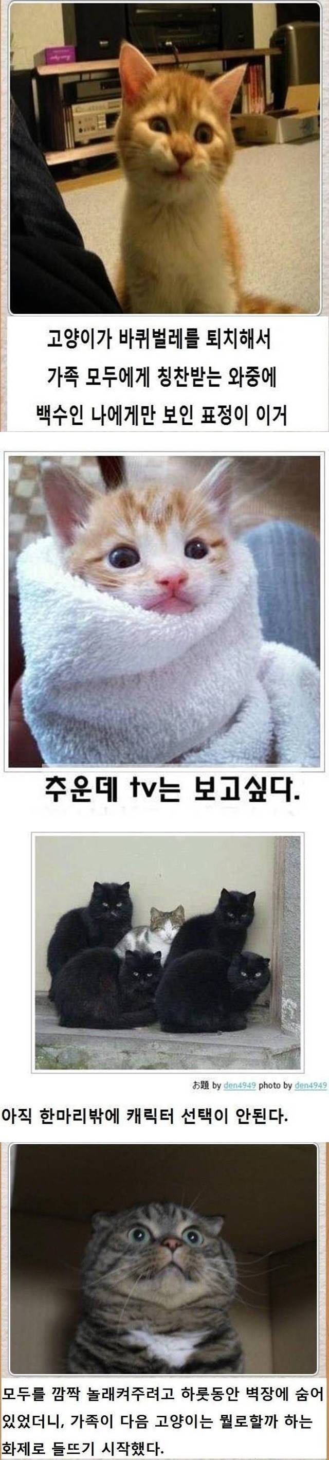 고양이 버전 제목학원 모음 | 인스티즈