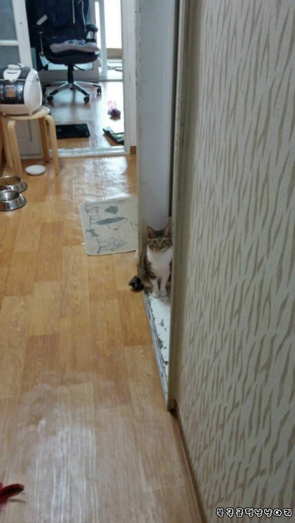 고양이를 싫어하던 떄가 있었다.(사진많음주의) | 인스티즈