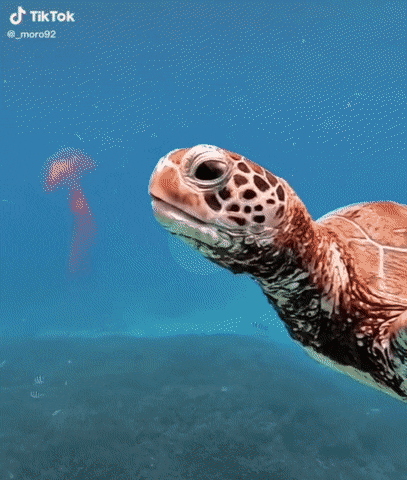 해파리 호로록하는 바다거북.gif | 인스티즈
