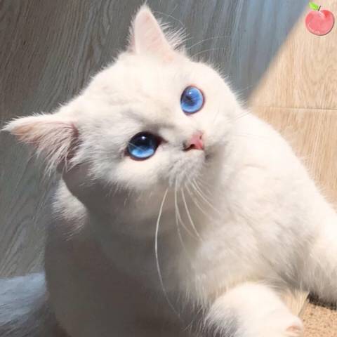 파란 눈이 예쁜 고양이 | 인스티즈
