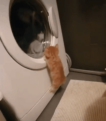 세탁기가 신기한 아기 고양이.gif | 인스티즈