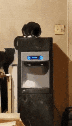 정수기에서 얼음 뽑아내는 고양이.gif | 인스티즈