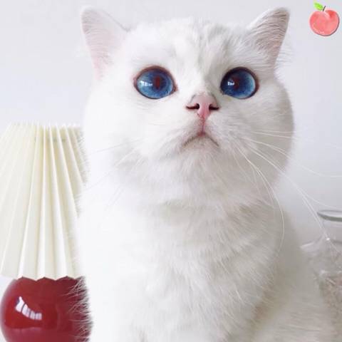 파란 눈이 예쁜 고양이 | 인스티즈
