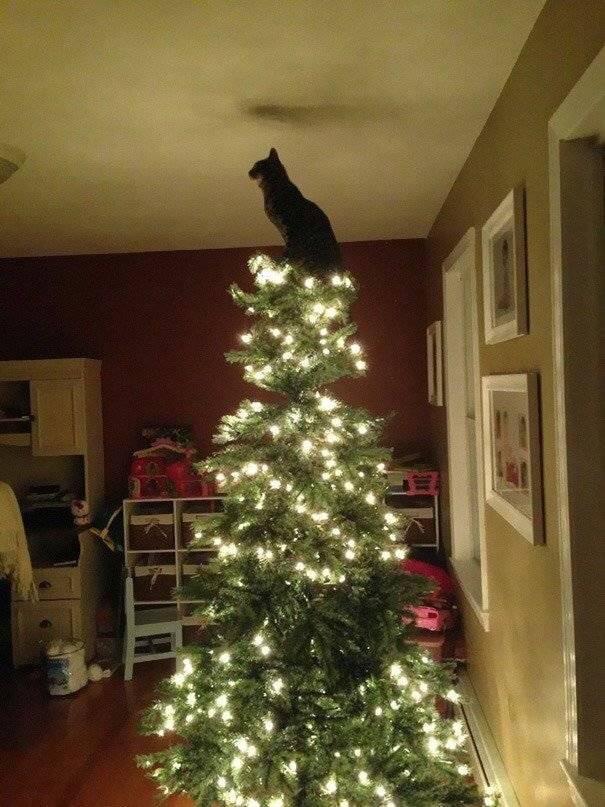 고양이를 키우는 집의 크리스마스 트리 설치법.jpg | 인스티즈