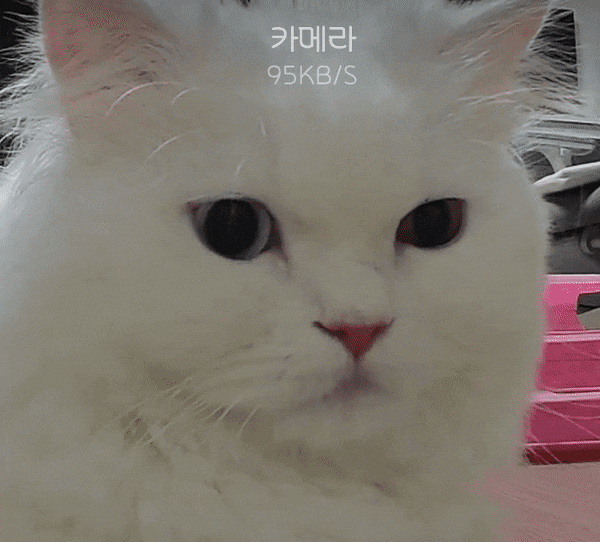 고양이를 감시하는 홈캠을 감시하는 고양이.jpgif | 인스티즈