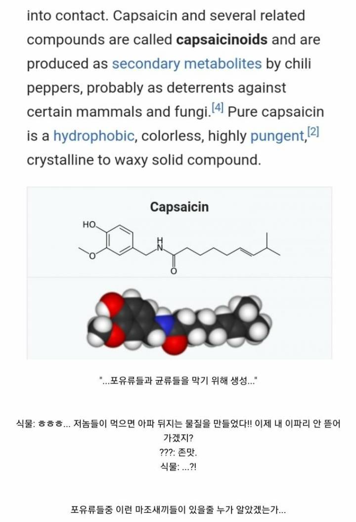 캡사이신이 실패한 물질인 이유 | 인스티즈