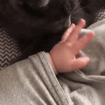 수줍게 손 내미는 고양이.gif | 인스티즈