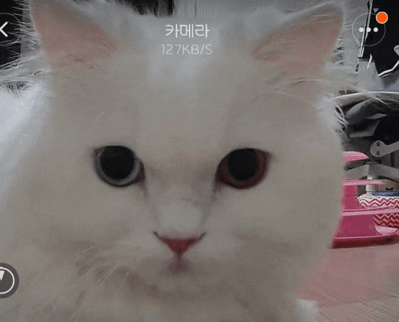 고양이를 감시하는 홈캠을 감시하는 고양이.jpgif | 인스티즈