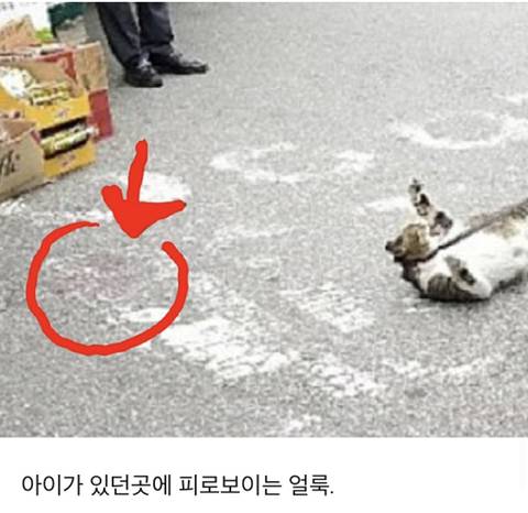 동묘 고양이학대사건 CCTV | 인스티즈