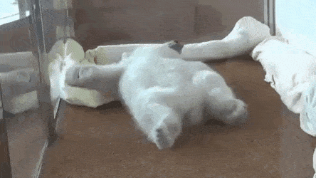 뒤집기 시도하는 아기 북극곰.gif | 인스티즈