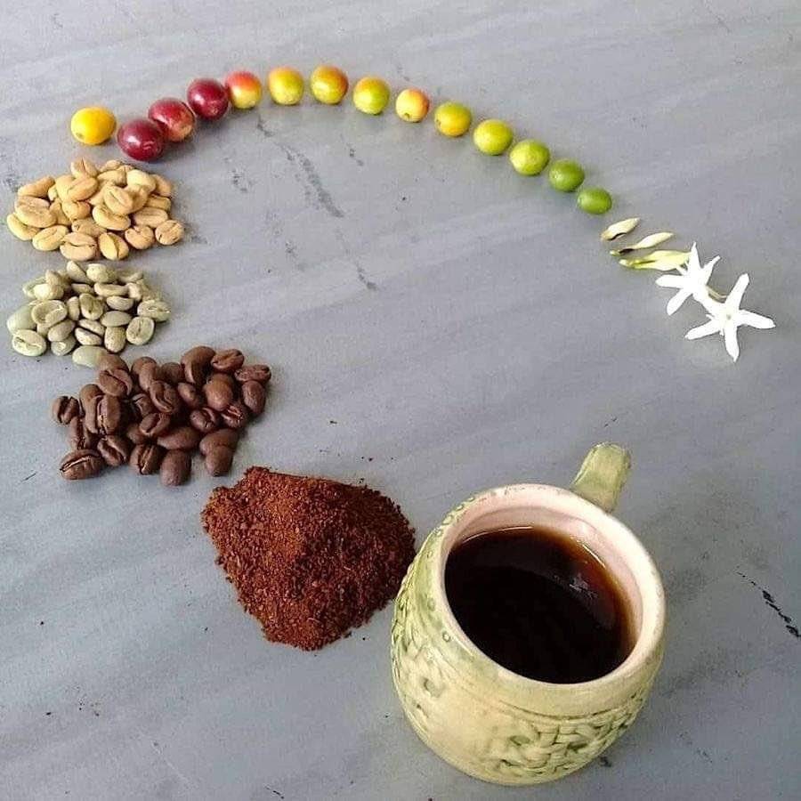 커피의 일생을 한 짤로 표현 | 인스티즈